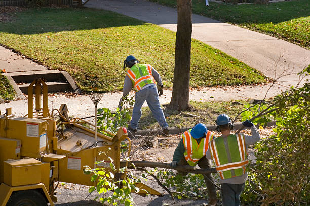 Best Local Tree Services  in Sleepy Hollow, CA